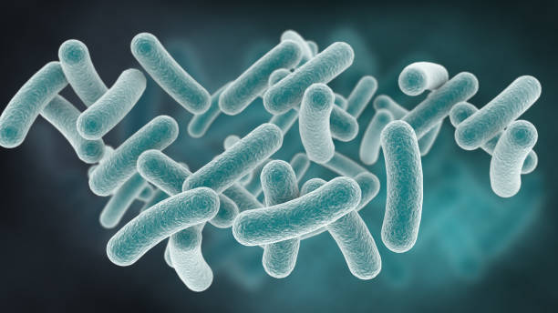 Lactobacillus Ferment in skincare — probiotic ingredient that balances the skin microbiome and calms sensitive skin
